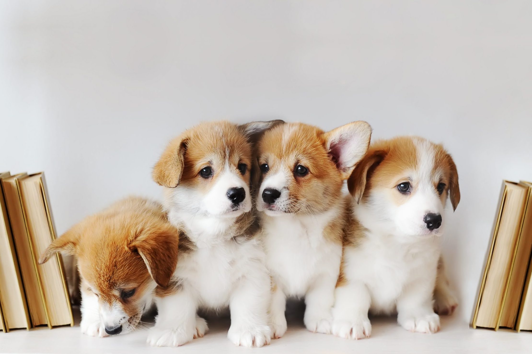 Several adorable puppies
