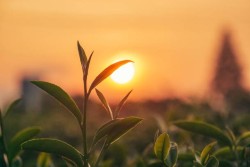 Plant in foreground with sunset in background