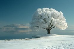 Tree on a cliff covered in snow